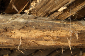 Houtworm herkennen en zelf bestrijden? Praktische uitleg voor doe-het-zelvers inclusief inspectietips en duurzame oplossingen.