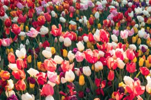Geniet het hele jaar van kleur in je tuin met de juiste planning