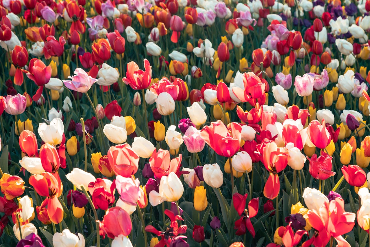 Geniet het hele jaar van kleur in je tuin met de juiste planning