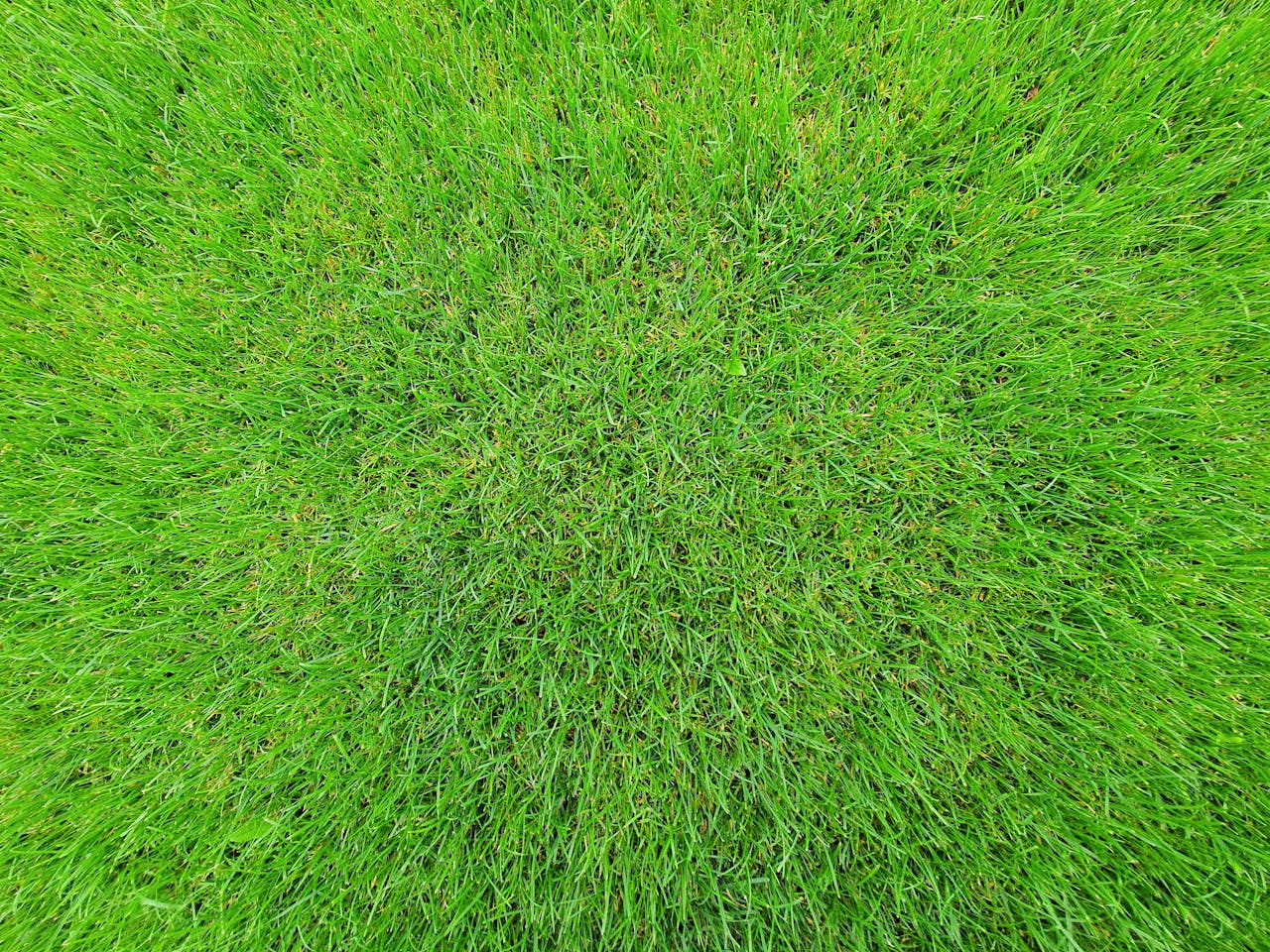 Waarom ziet het ene gazon er altijd strak uit en het andere rommelig?